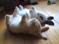 2 rabbits taking a nap