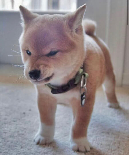 An angry Shiba puppy