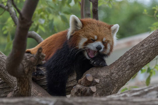 An angry-looking red panda