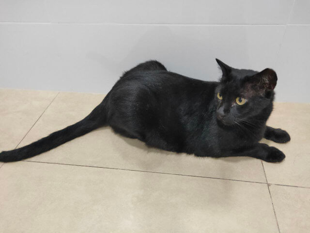 Hei is a handsome black community cat that is an outside cat but climbs in through my window to take naps on rainy days